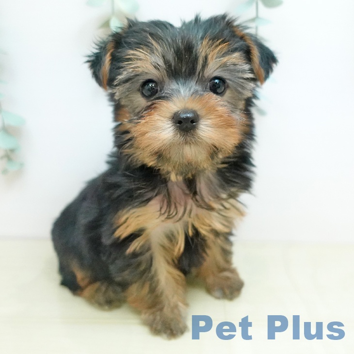 ヨークシャー・テリア