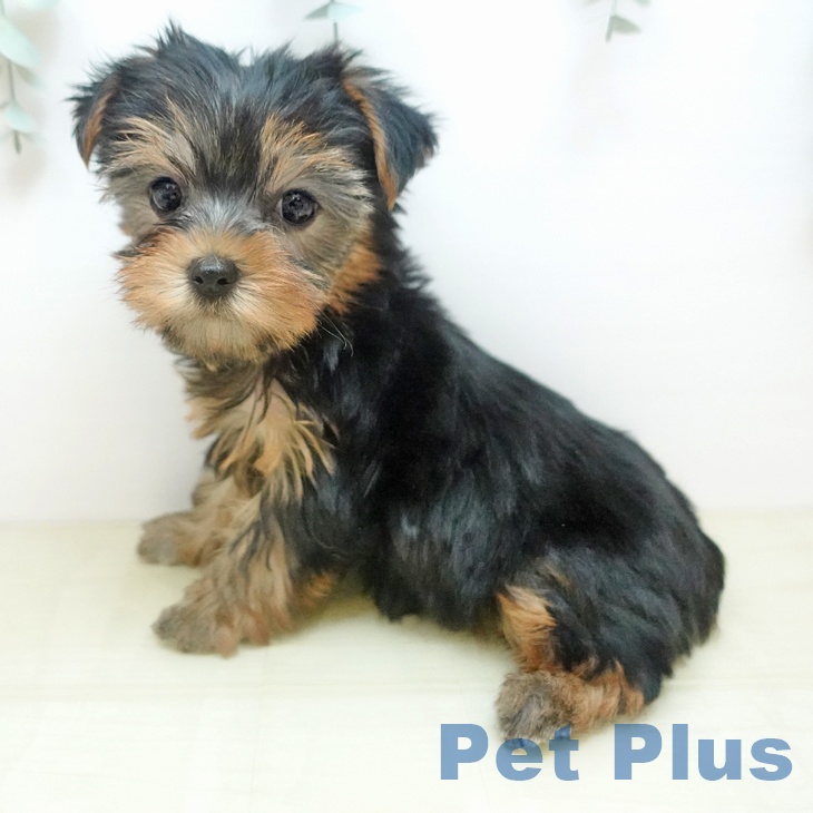 ヨークシャー・テリア