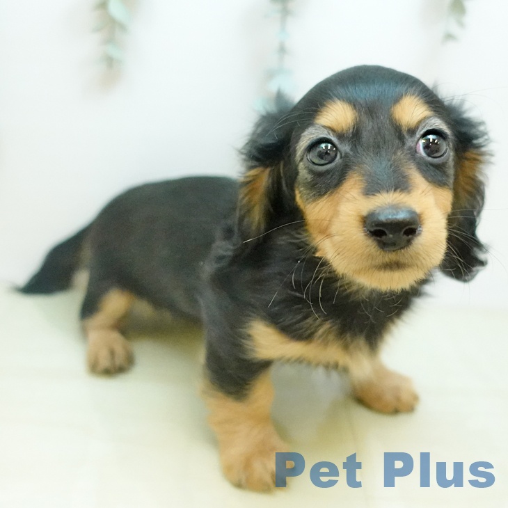 ミニチュア・ダックスフンド