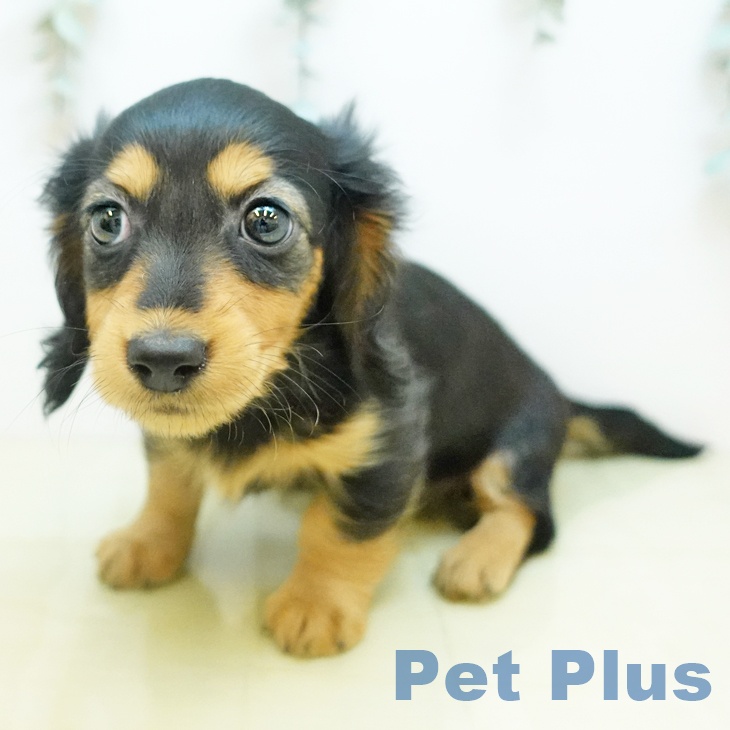 ミニチュア・ダックスフンドの写真2