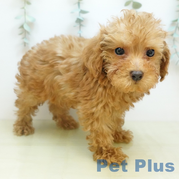 トイ・プードルの写真2