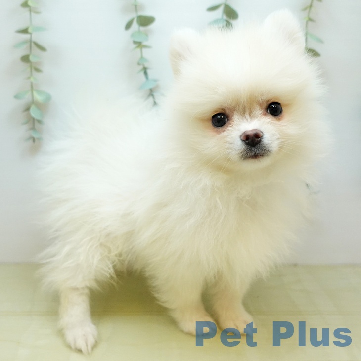 ポメラニアンの写真2