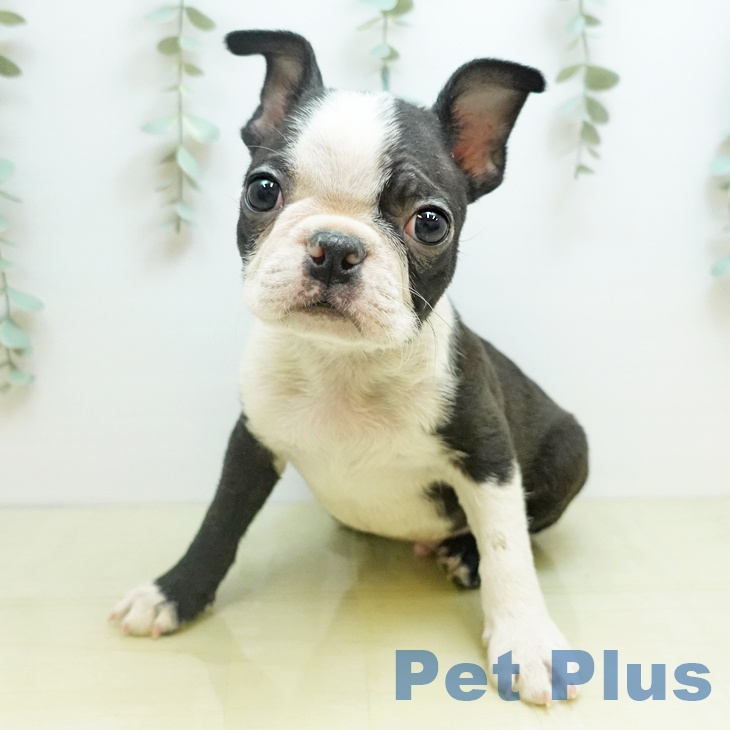 ボストン・テリア