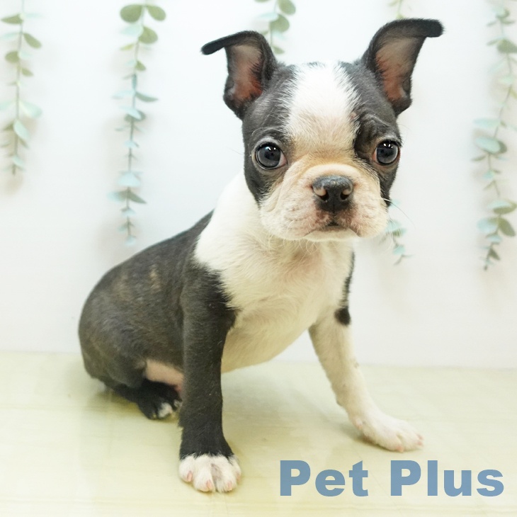 ボストン・テリアの写真2