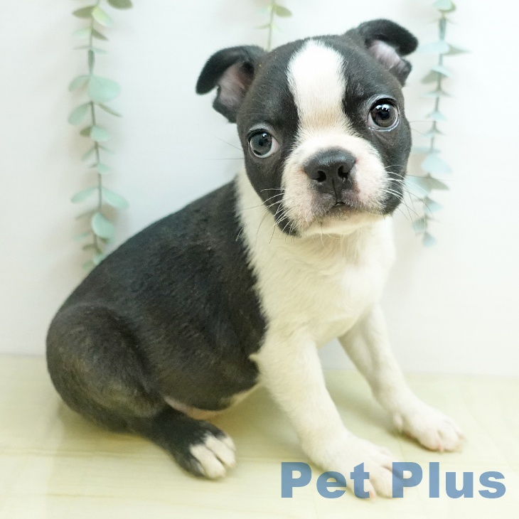 ボストン・テリア