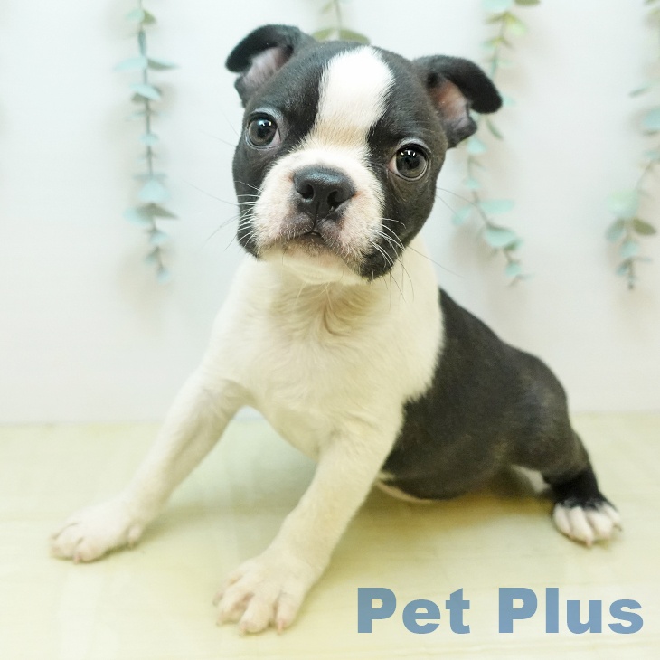 ボストン・テリア