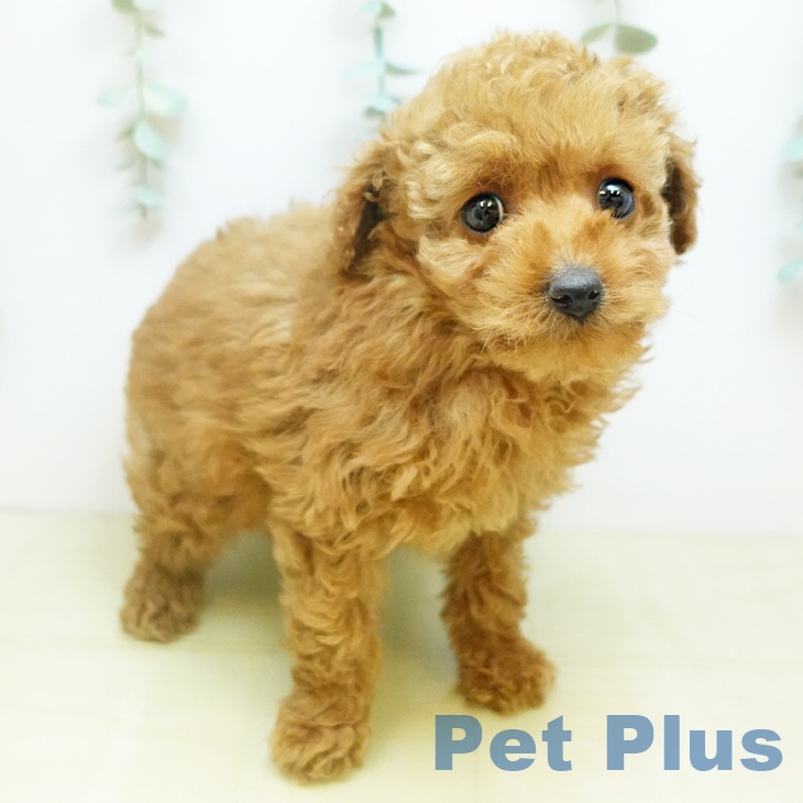 トイ・プードル