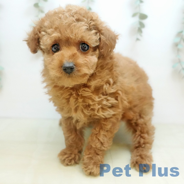 トイ・プードルの写真2