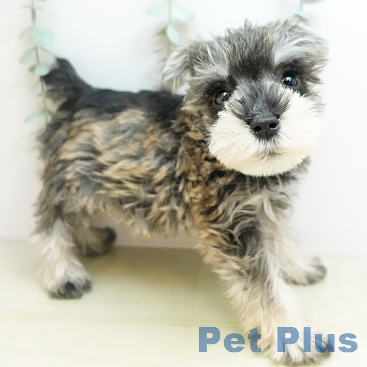 ミニチュア・シュナウザー