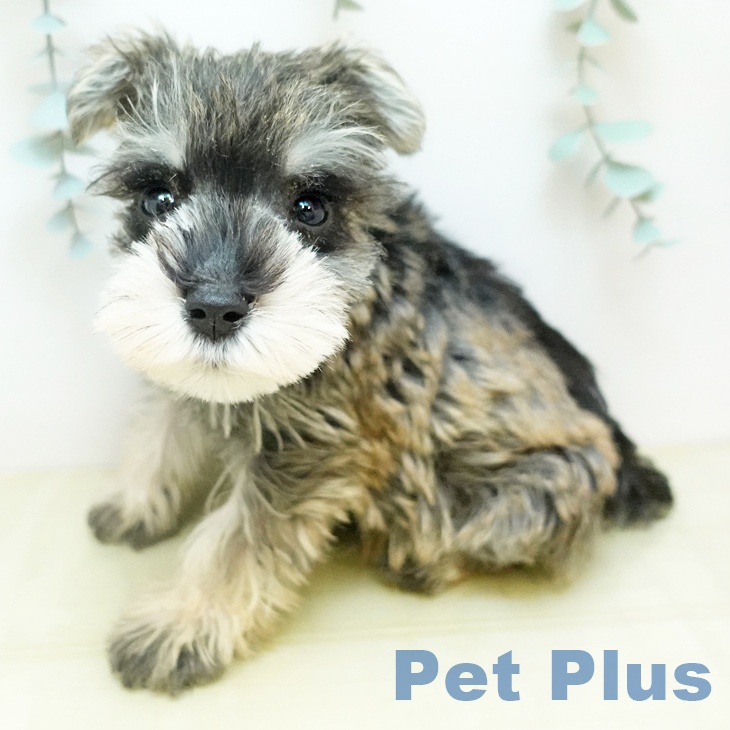 ミニチュア・シュナウザーの写真2