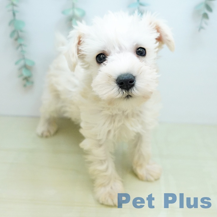 ミニチュア・シュナウザー