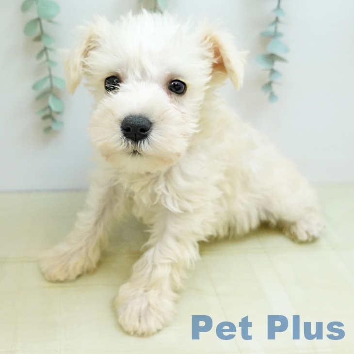 ミニチュア・シュナウザーの写真2