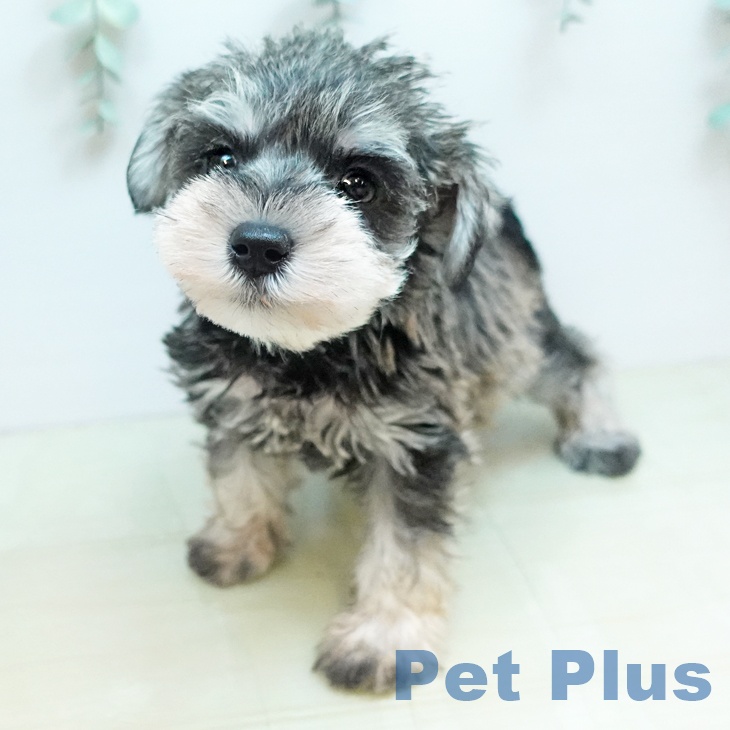 ミニチュア・シュナウザー