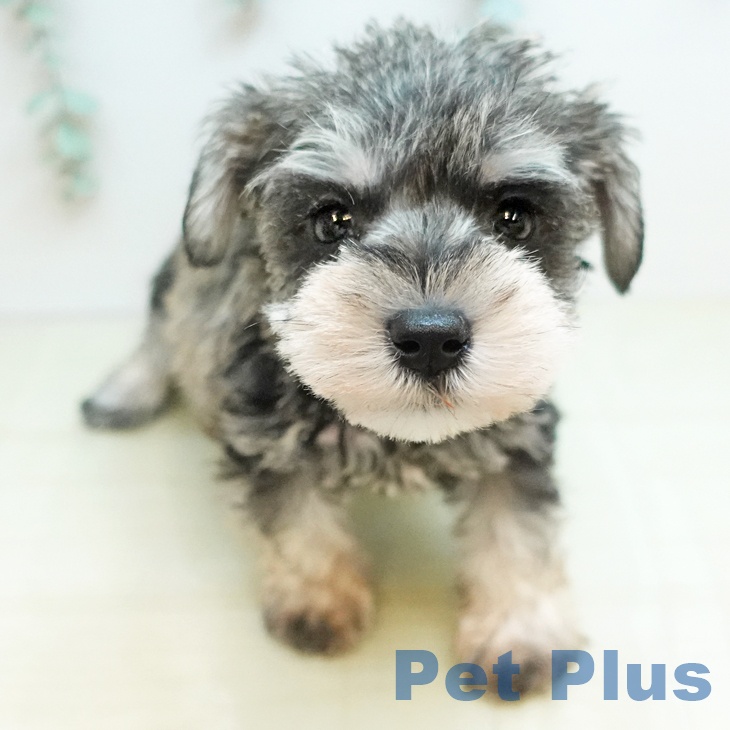 ミニチュア・シュナウザーの写真2