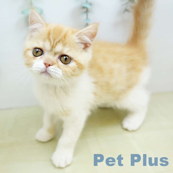 スコティッシュフォールド