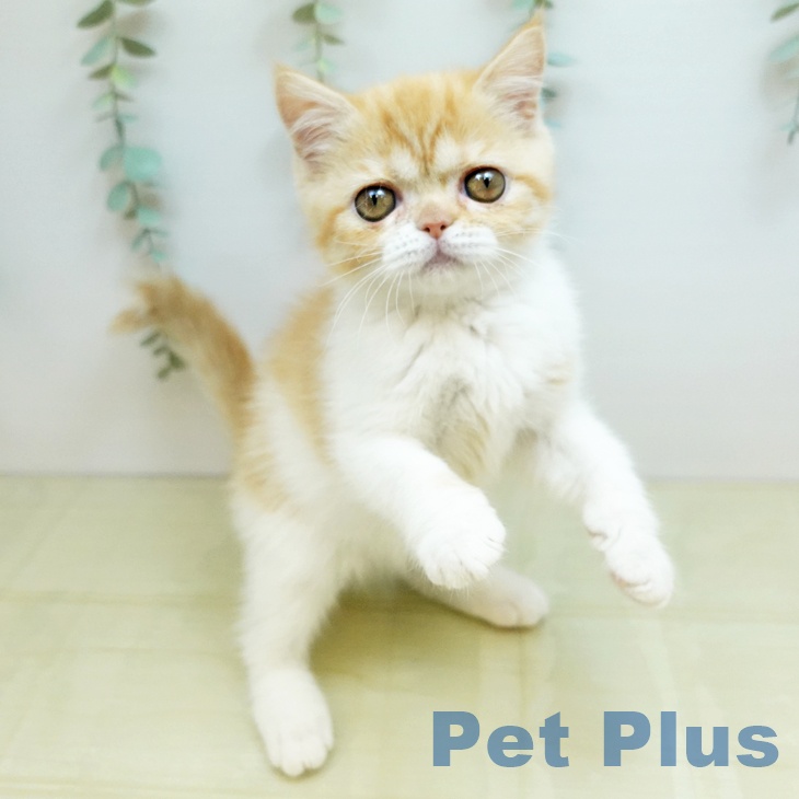 スコティッシュフォールド