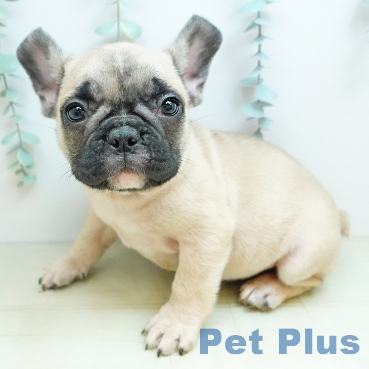 フレンチ・ブルドッグ