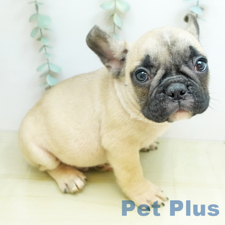 フレンチ・ブルドッグの写真2