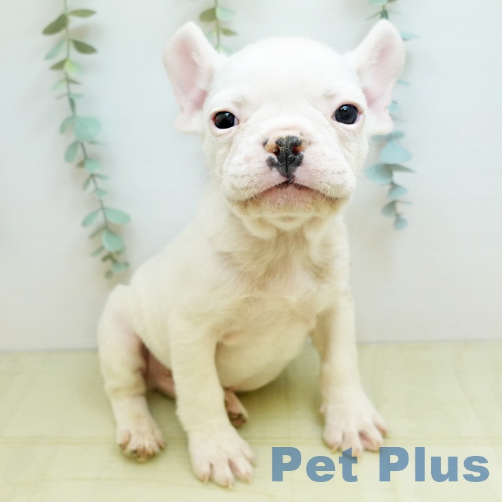 フレンチ・ブルドッグ