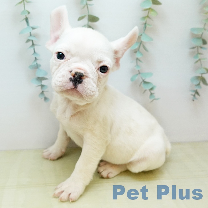 フレンチ・ブルドッグの写真2