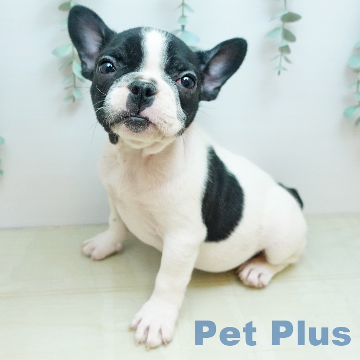 フレンチ・ブルドッグ