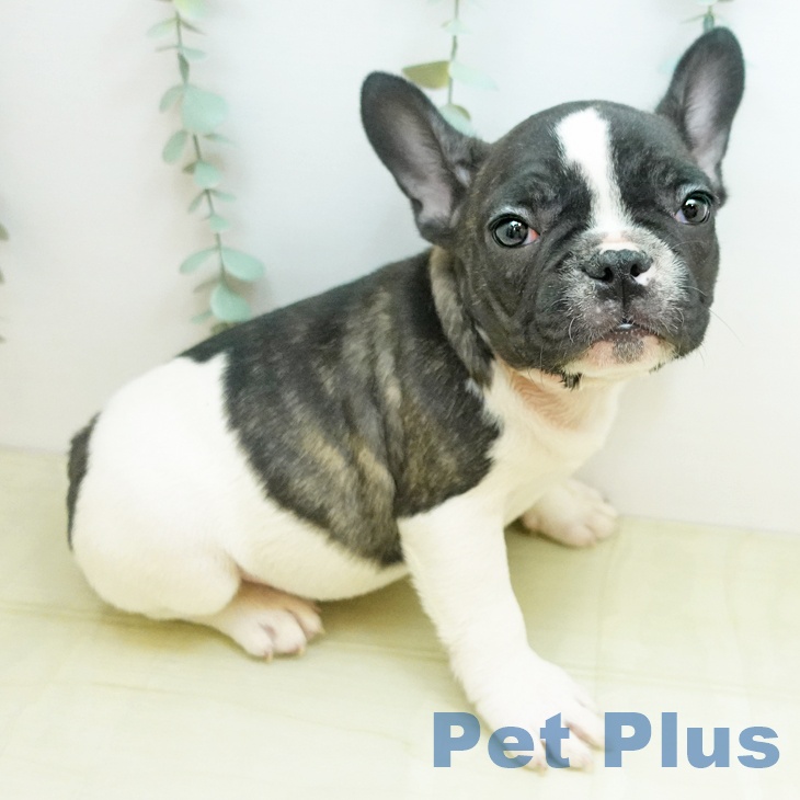 フレンチ・ブルドッグ