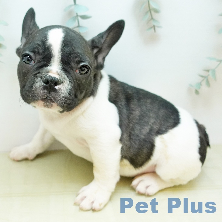 フレンチ・ブルドッグ