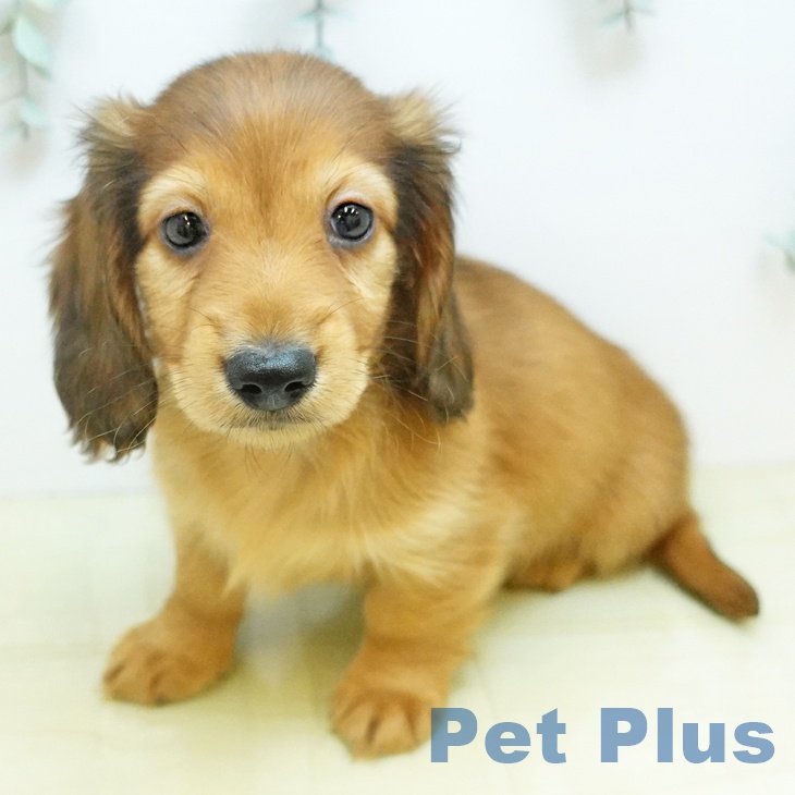 カニーンヘン・ダックスフンド