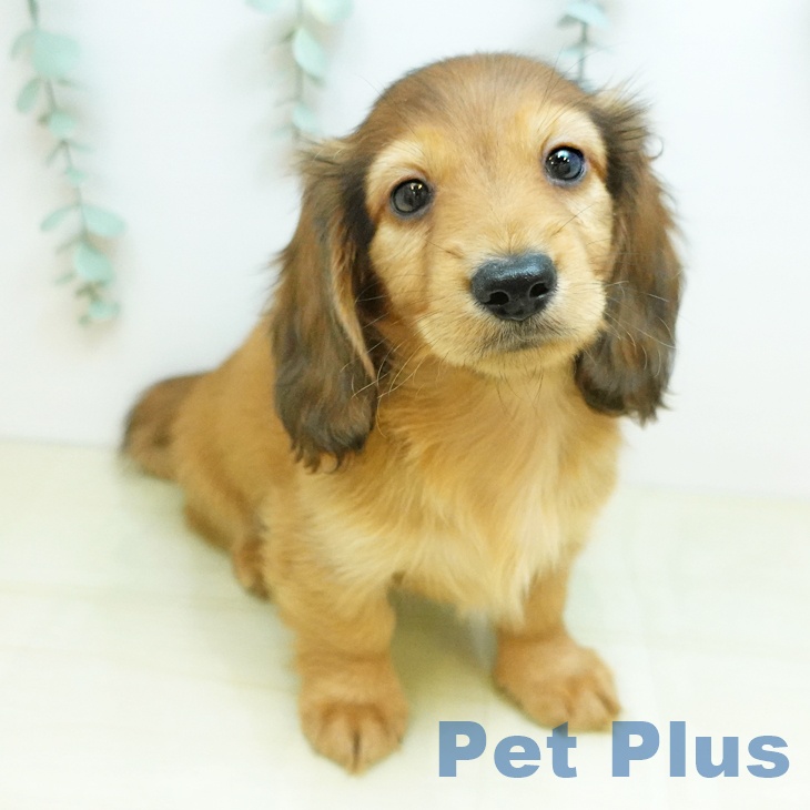 カニーンヘン・ダックスフンド