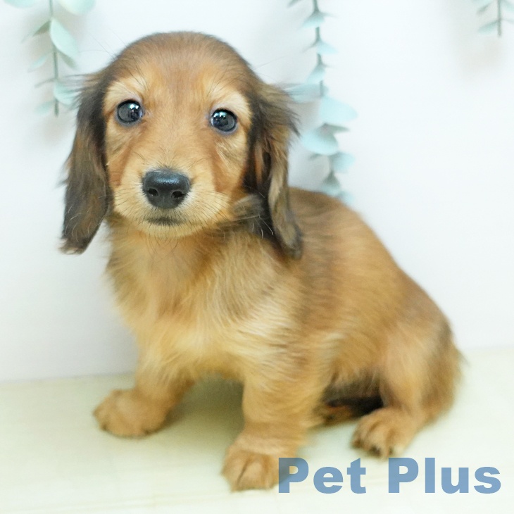 カニーンヘン・ダックスフンド