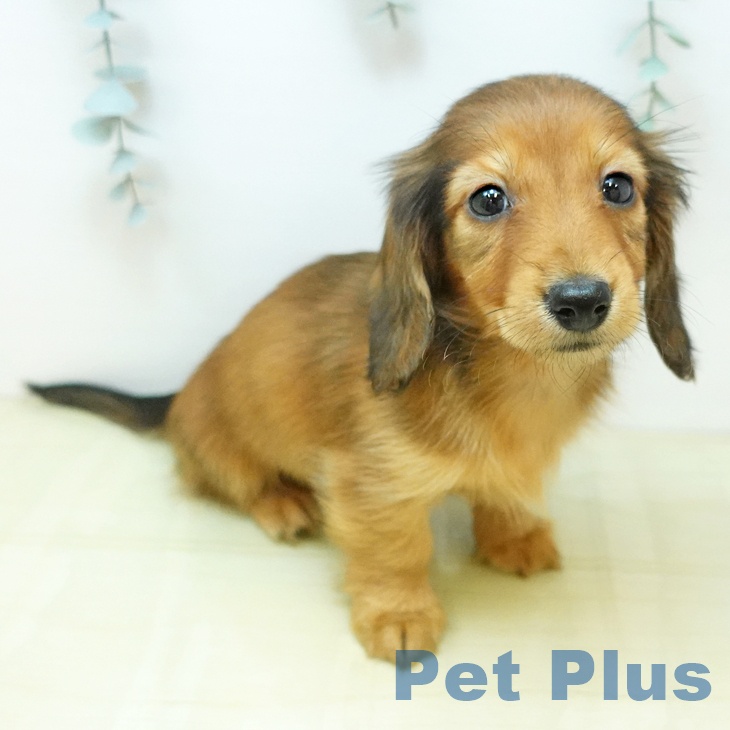 カニーンヘン・ダックスフンドの写真2