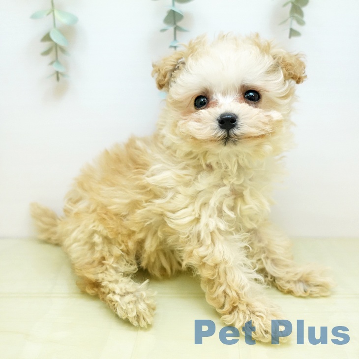 トイ・プードル