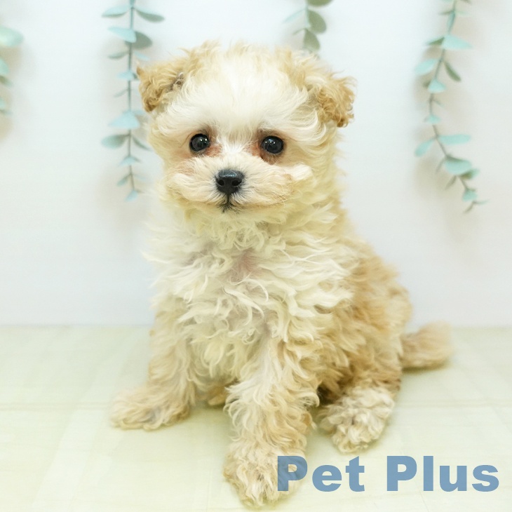 トイ・プードルの写真2
