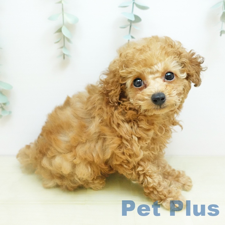 トイ・プードル