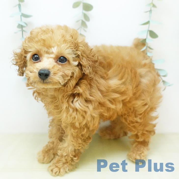 トイ・プードルの写真2