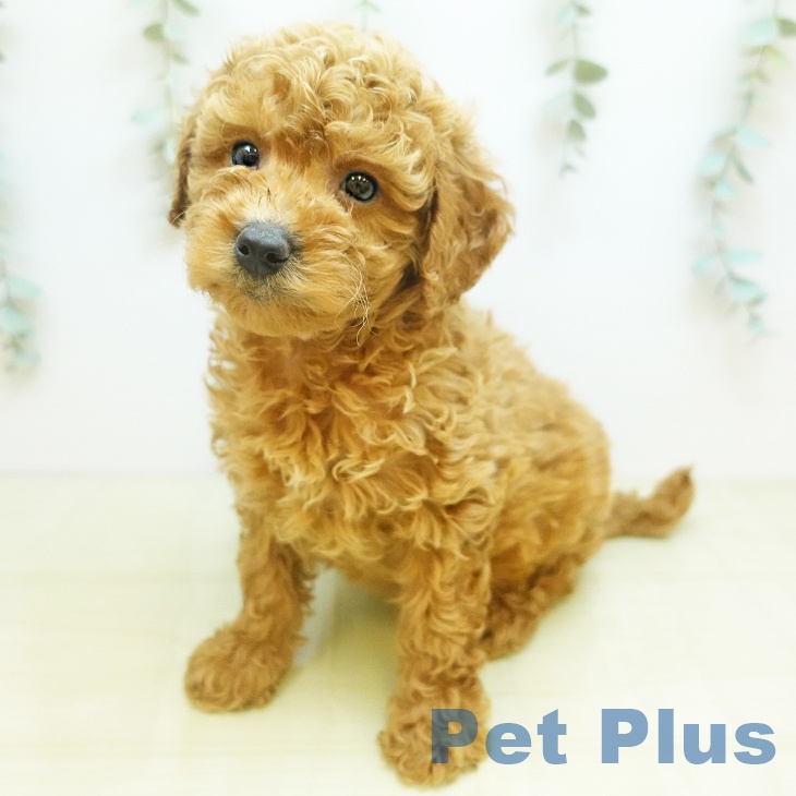 トイ・プードル