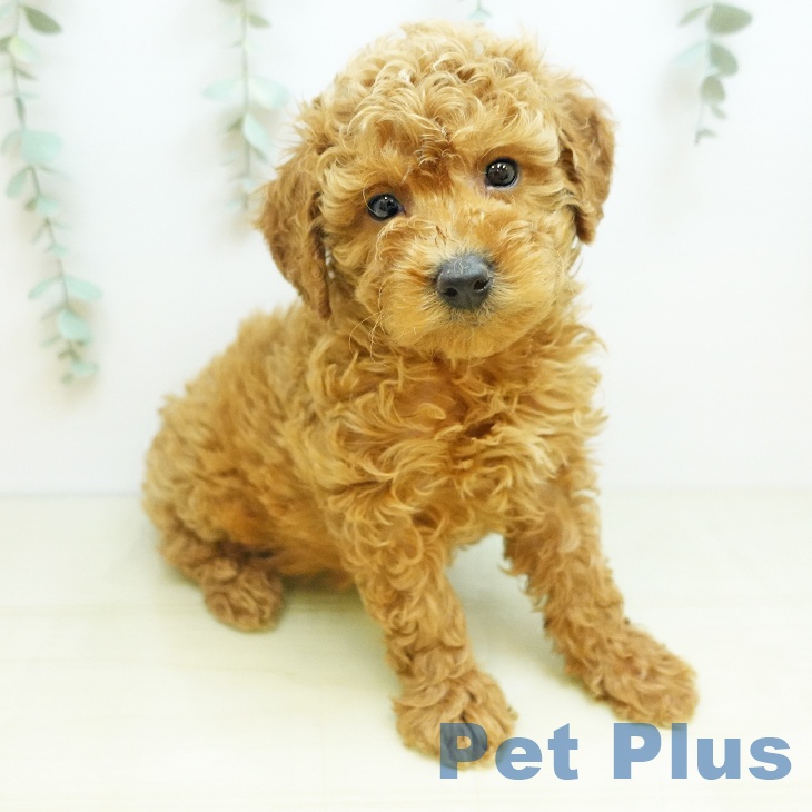 トイ・プードルの写真2