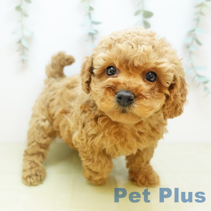 トイ・プードルの写真2