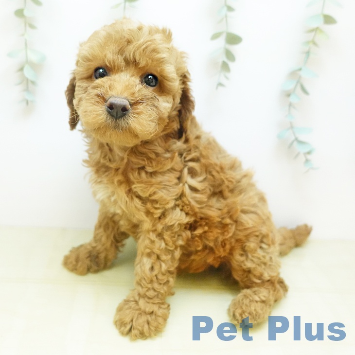 トイ・プードル