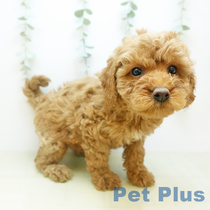 トイ・プードルの写真2