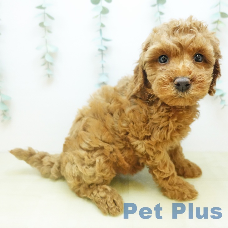 トイ・プードル