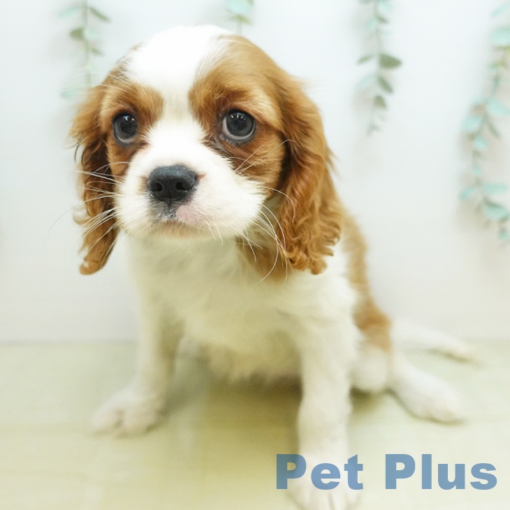 キャバリア・キングチャールズ・スパニエルの写真2