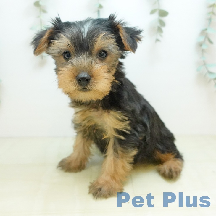 ヨークシャー・テリア