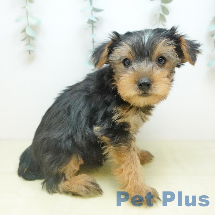 ヨークシャー・テリア