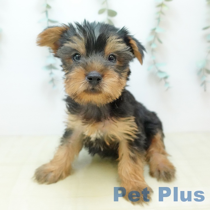 ヨークシャー・テリア