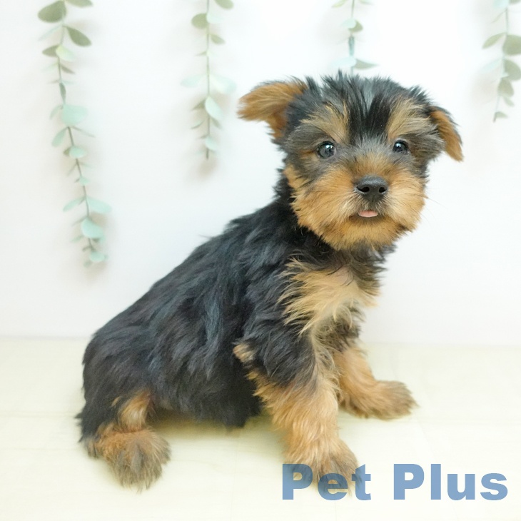 ヨークシャー・テリアの写真2