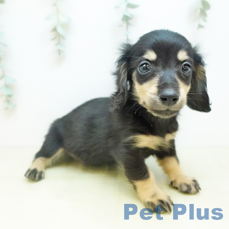 ミニチュア・ダックスフンド