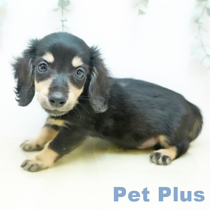 ミニチュア・ダックスフンド