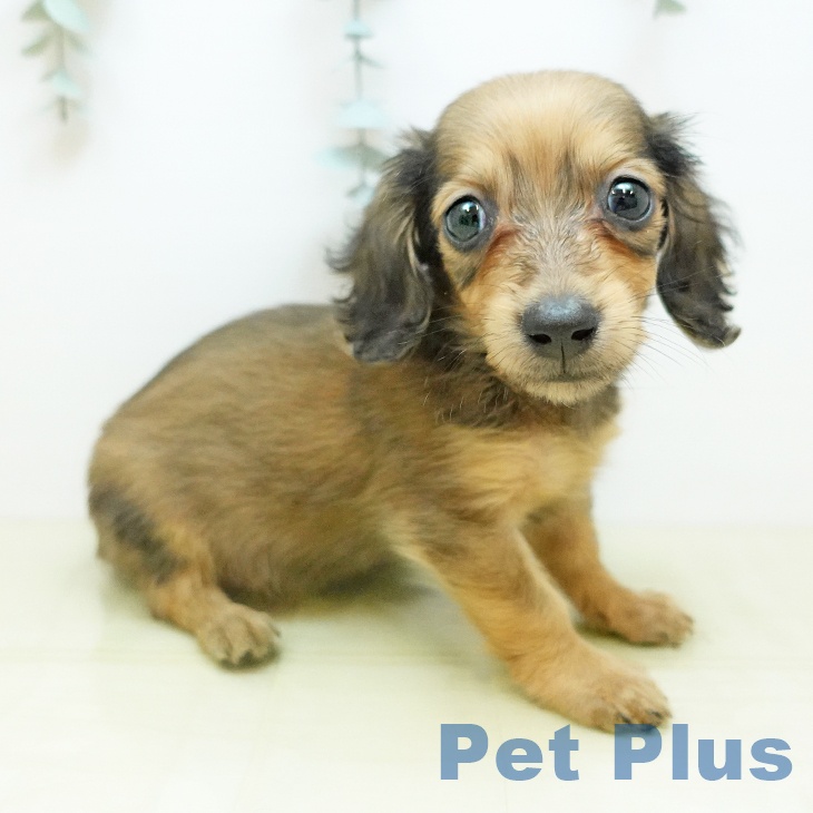 ミニチュア・ダックスフンド