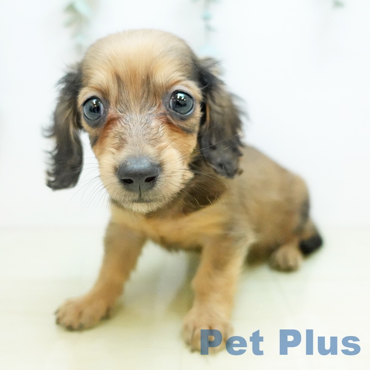 ミニチュア・ダックスフンドの写真2